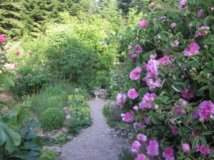 Damascener Rose 'Marie Louise'