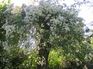 Alter Kirschbaum mit Rampler Rose Kiftsgate