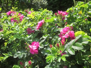 .. nach dem Rückschnitt im Frühjahr überrascht uns die Sylter Rose mit einer Üppigkeit ....