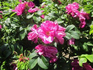 Sylter gefüllte Heckenrose ...